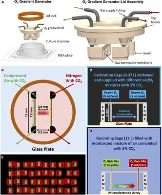 Oxygen gradient generator to improve in vitro modeling of ischemic stroke